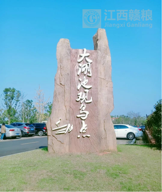 鄱阳湖观鸟