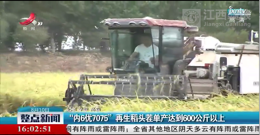 院士工作站试验基地开镰测产 再生稻头茬单产达到600公斤以上