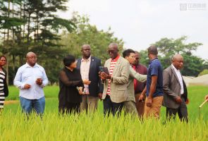 江西民企种粮赤道几内亚 示范农场水稻开镰测产 结束该国不产水稻的历史
